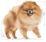 Royal Canin Pomeranian Adult