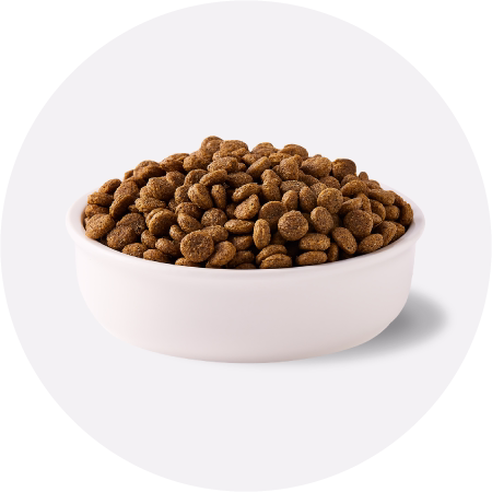 غذای خشک گربه